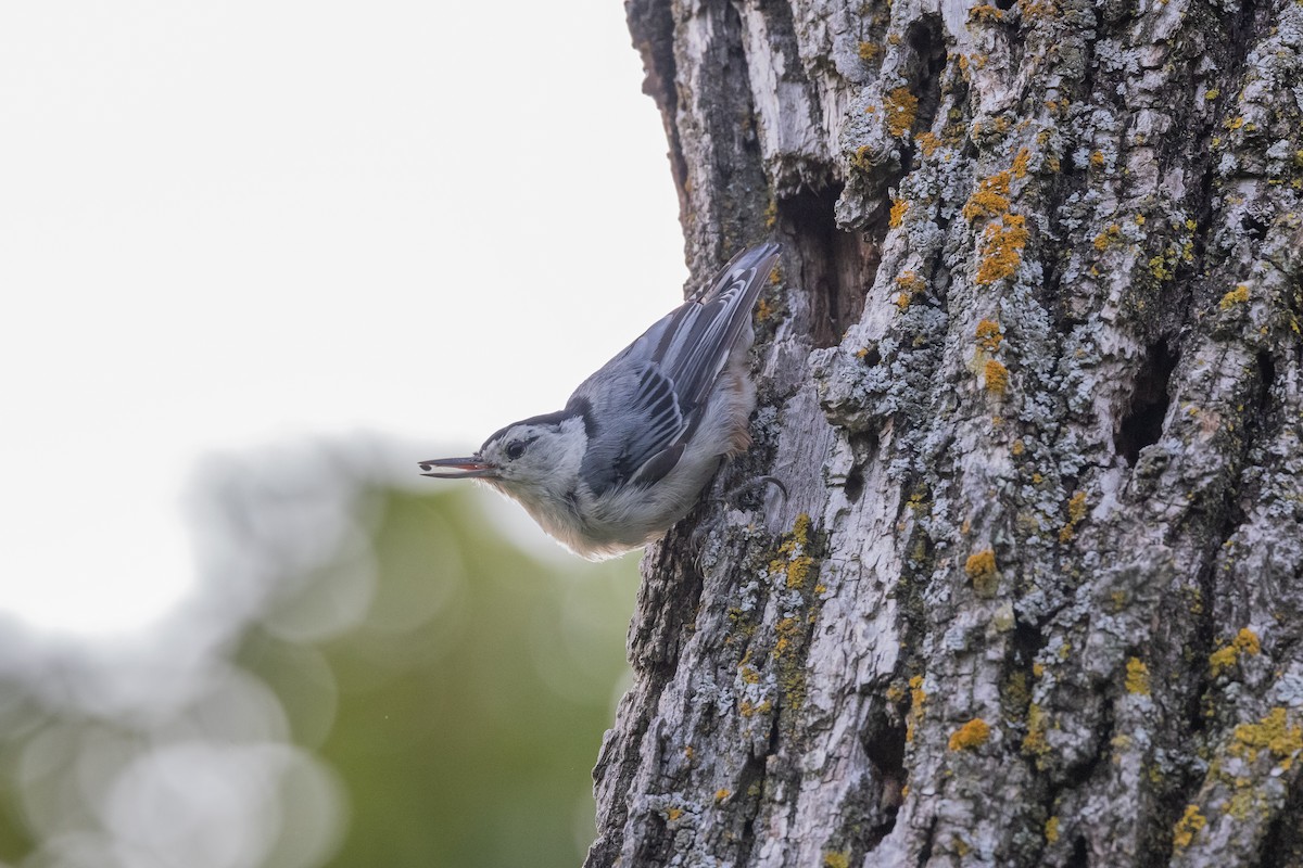 White-breasted Nuthatch - ML355698921