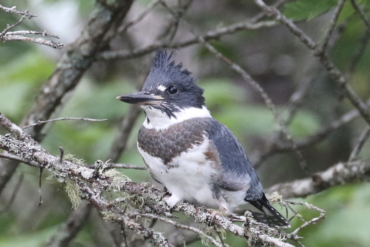 Belted Kingfisher - ML355699361