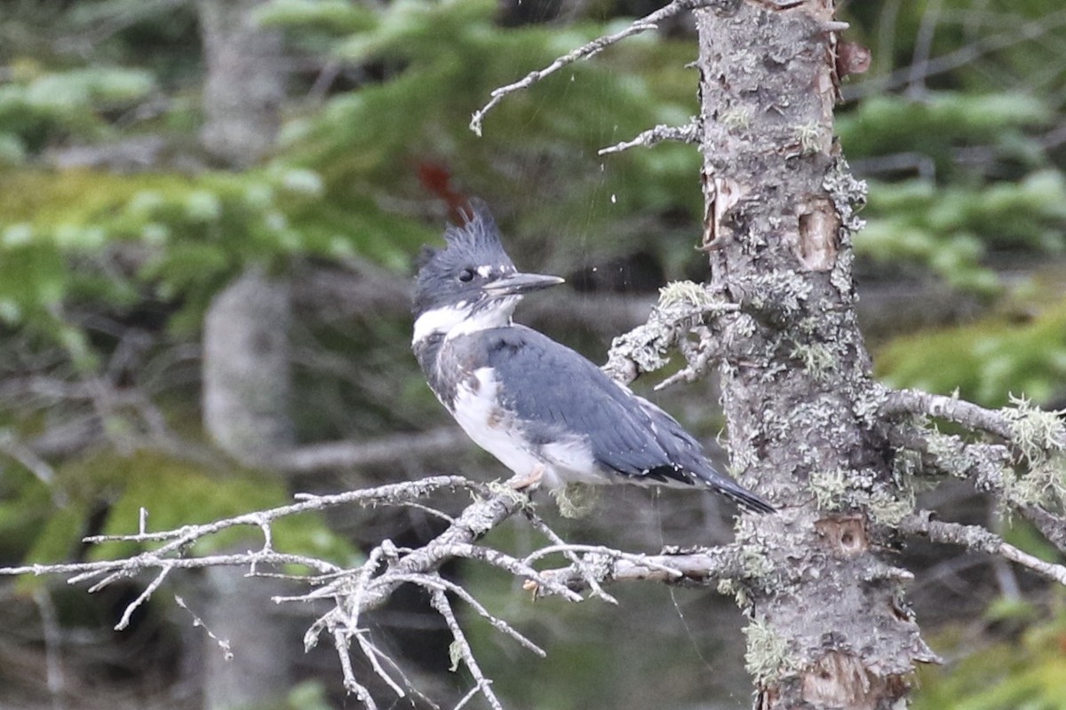 Belted Kingfisher - ML355699371