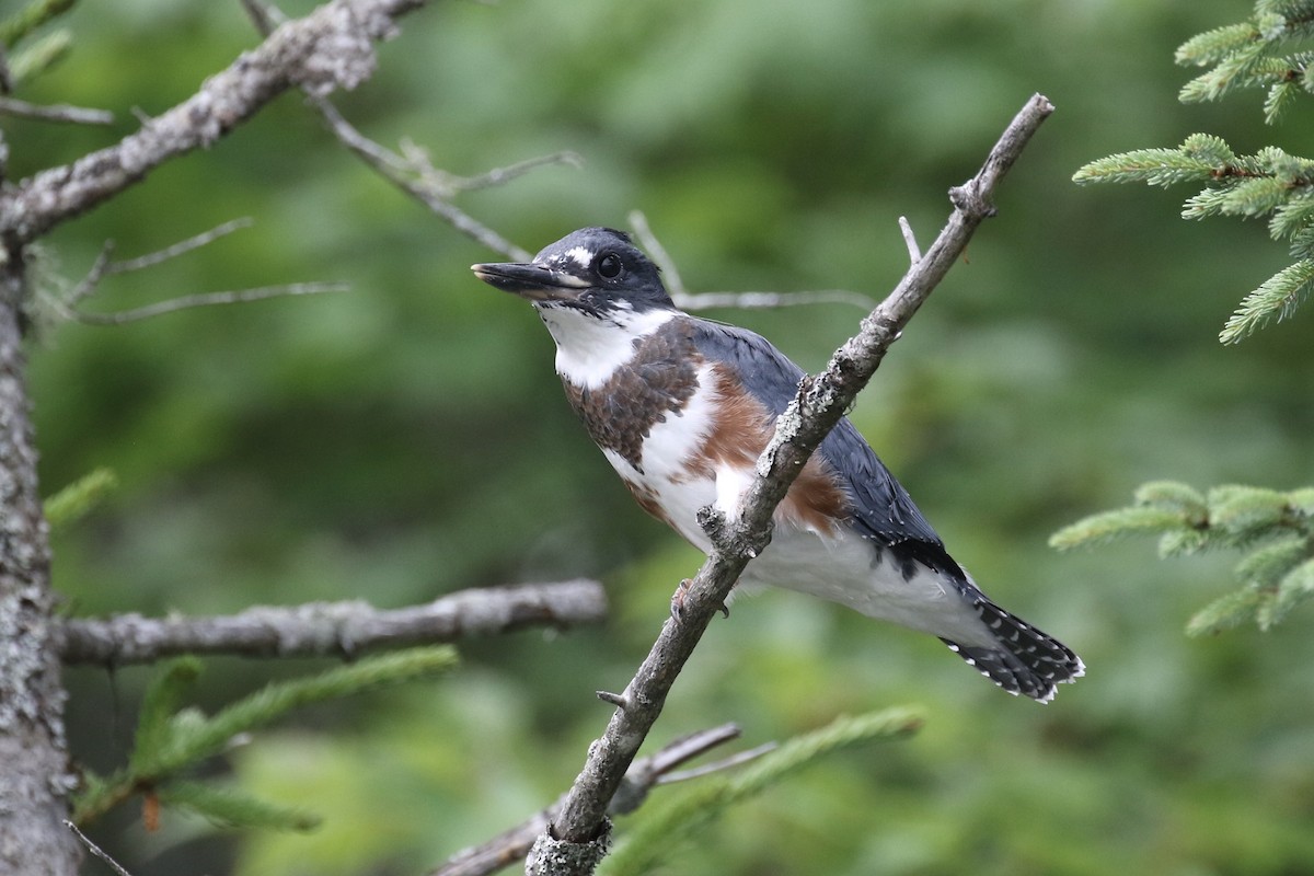 Belted Kingfisher - ML355699381