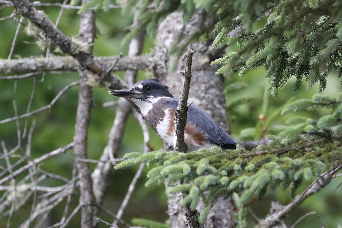 Belted Kingfisher - ML355699411