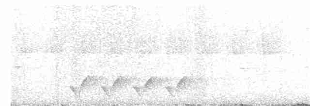 svartbuskvarsler (usambaricus) - ML355703311