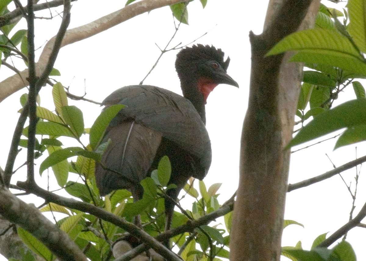 Crested Guan - ML35571151
