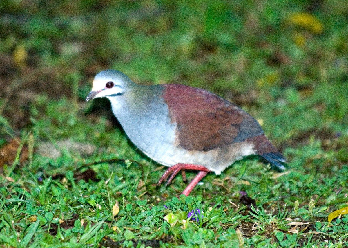 Buff-fronted Quail-Dove - ML35571261