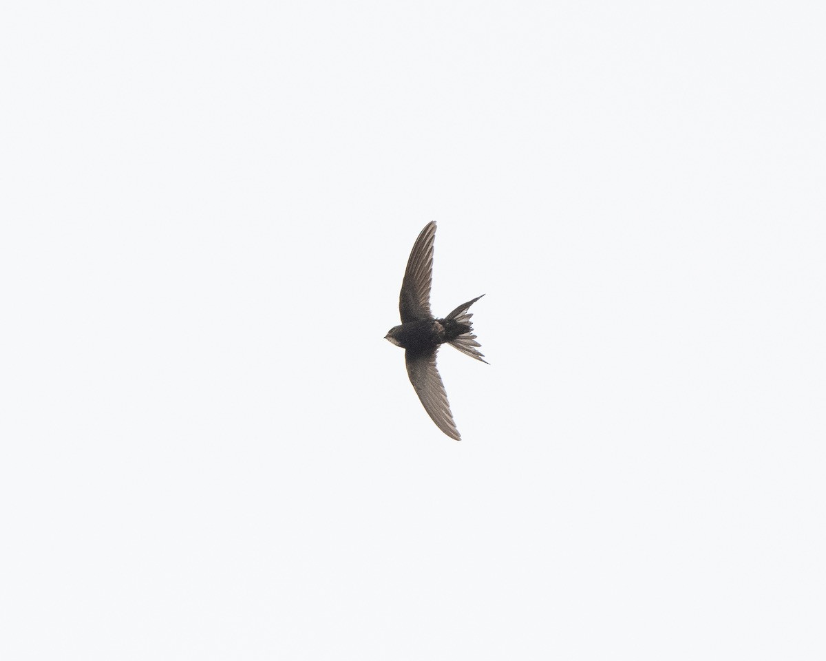 White-rumped Swift - Georg Schreier Birdwatching Algarve