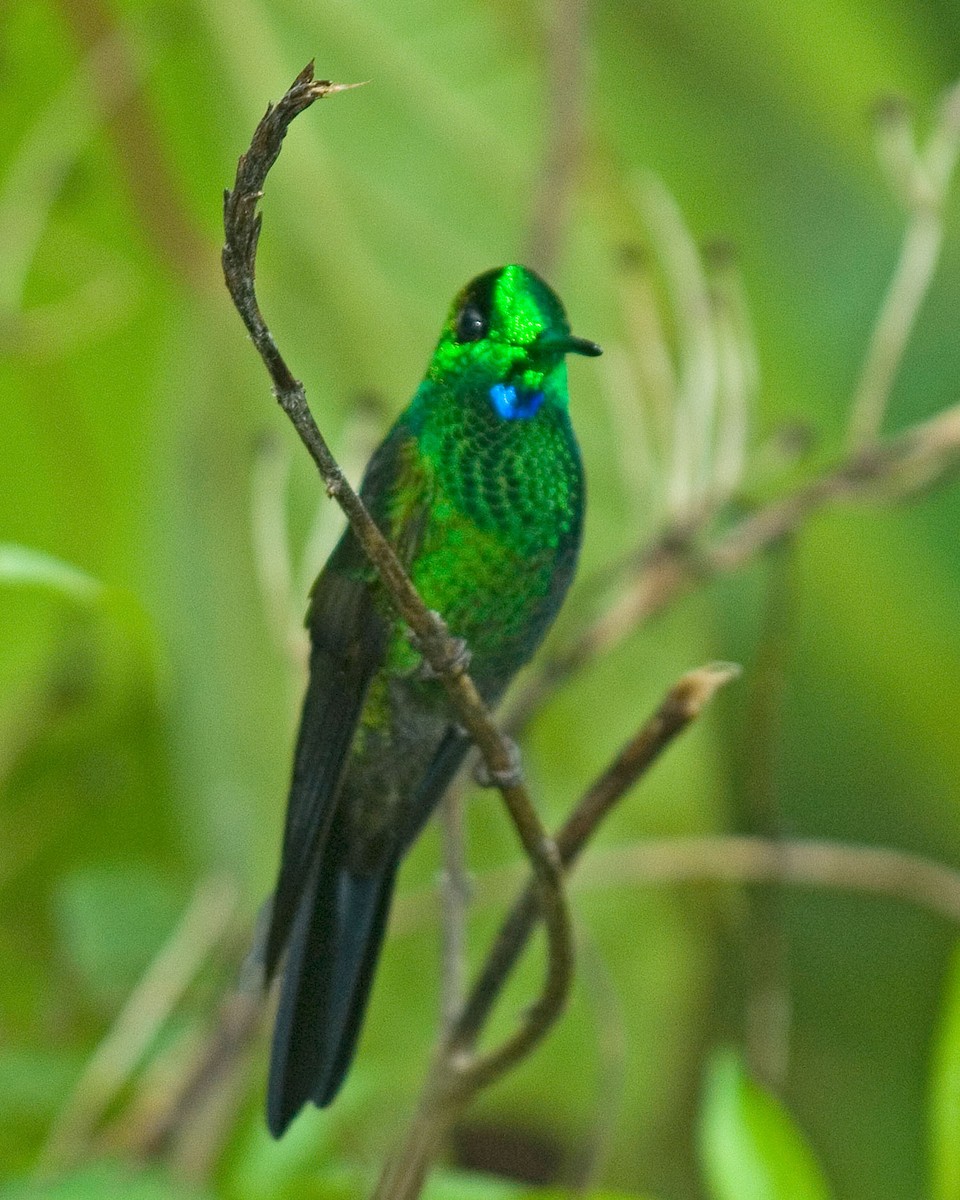 Green-crowned Brilliant - ML35571571