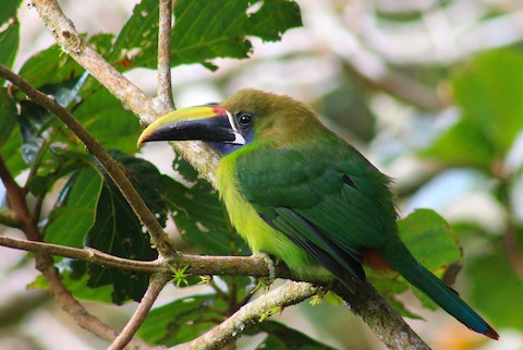 Northern Emerald Toucanet