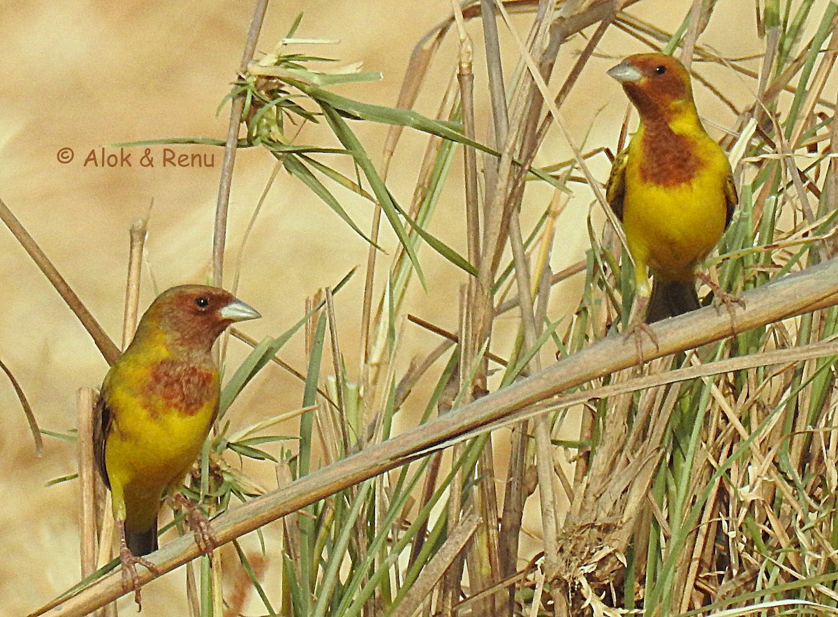 Red-headed Bunting - ML355717281
