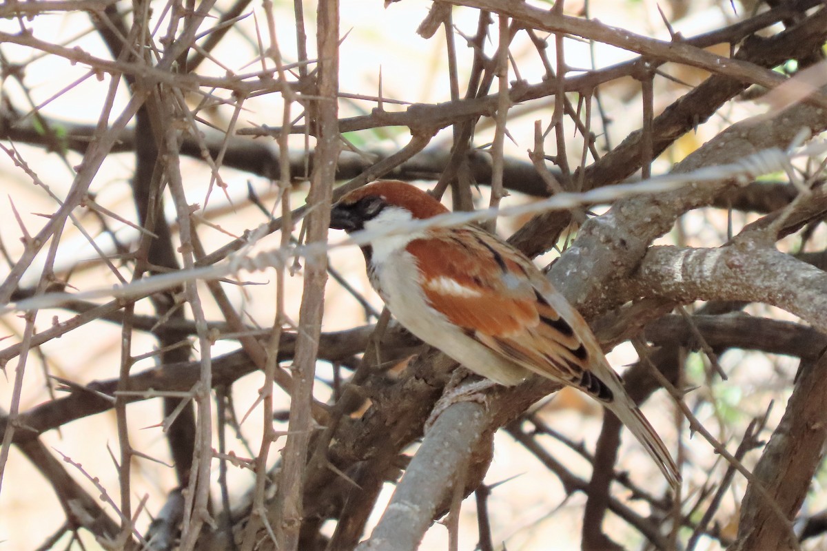 Somali Sparrow - ML355717811