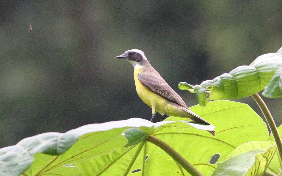 White-ringed Flycatcher - Georges Duriaux