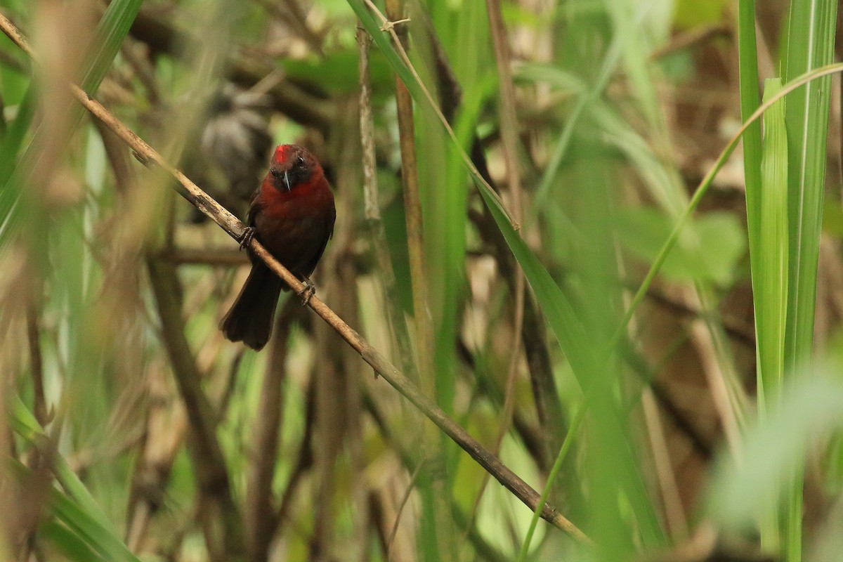 Red-throated Ant-Tanager (Red-throated) - ML35571871