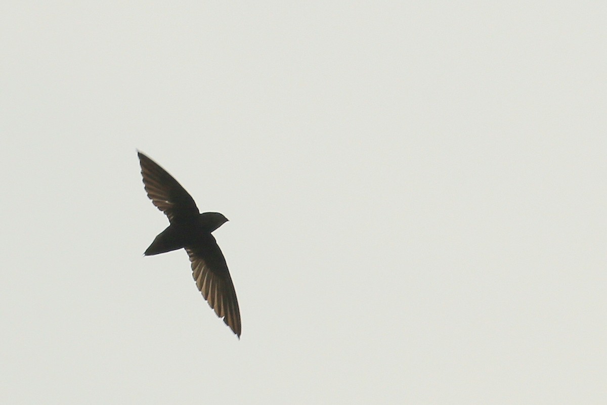Short-tailed Swift (Short-tailed) - ML35571981