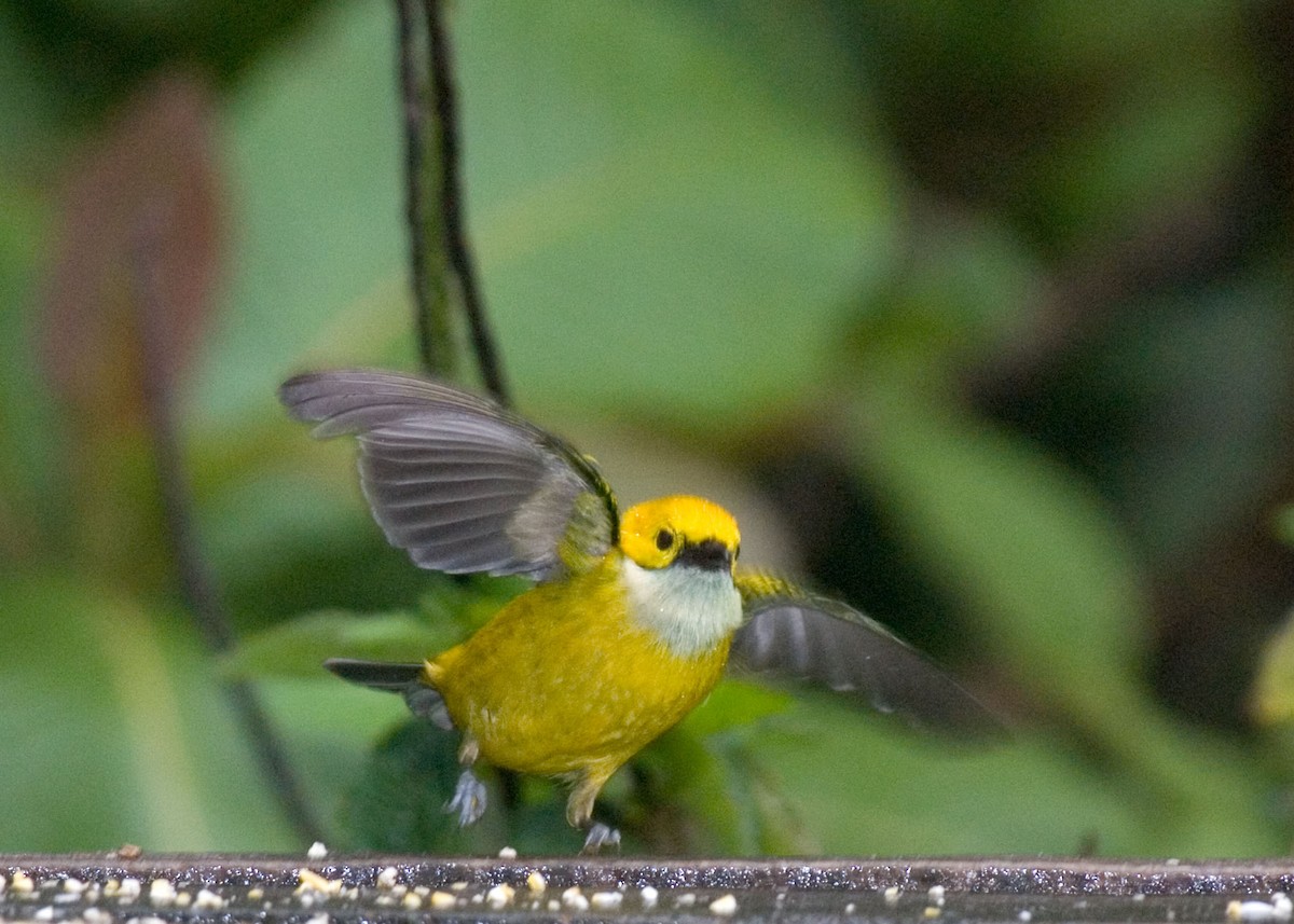 Silver-throated Tanager - Russ Wigh