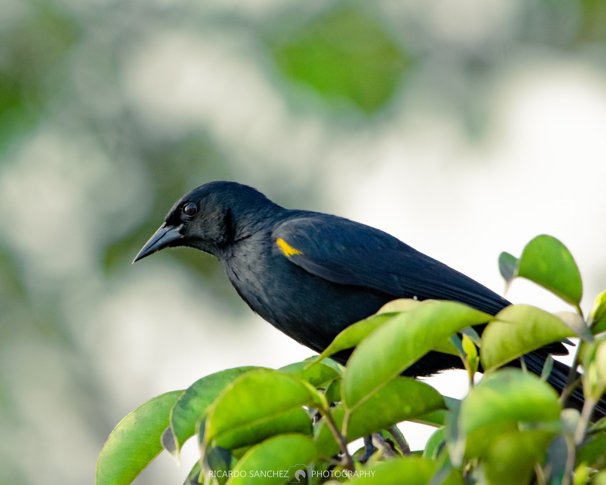 Yellow-shouldered Blackbird - ML355722881