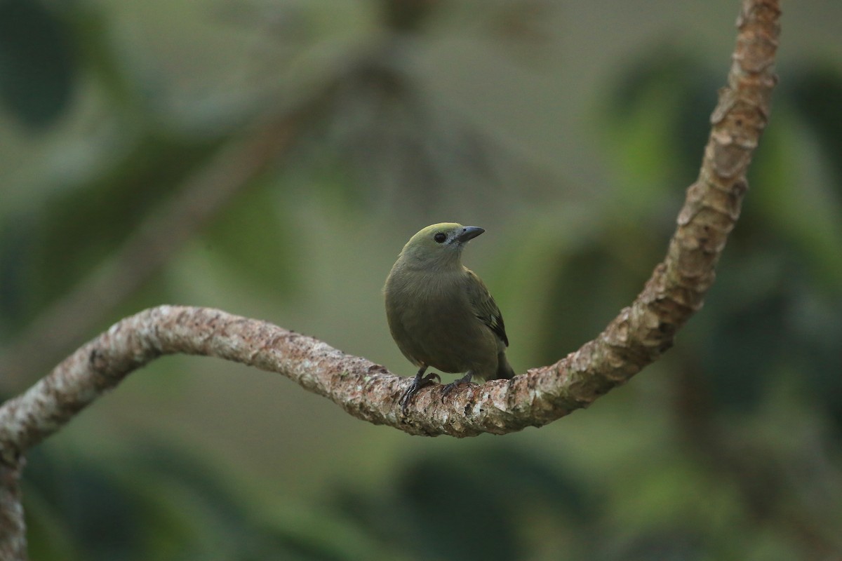 Palm Tanager - ML35572451