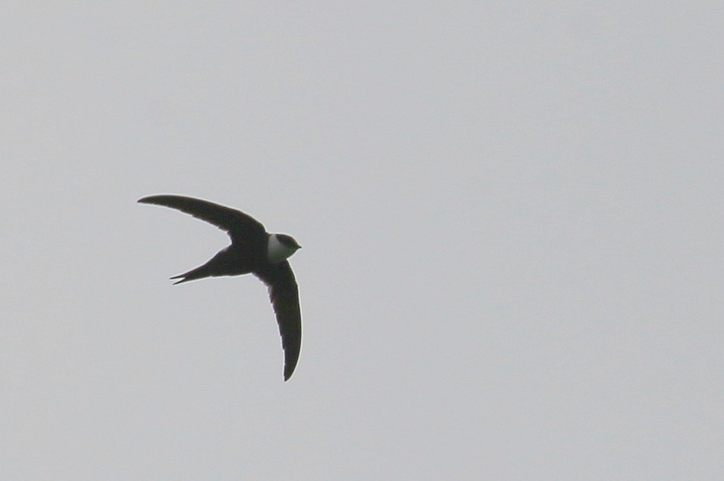 Lesser Swallow-tailed Swift - Tim Lenz