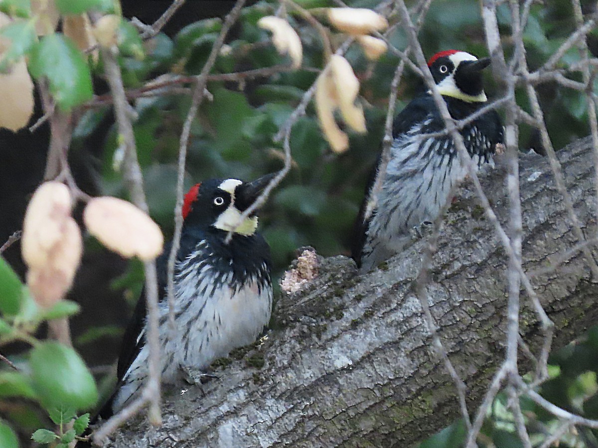 Acorn Woodpecker - ML355727731