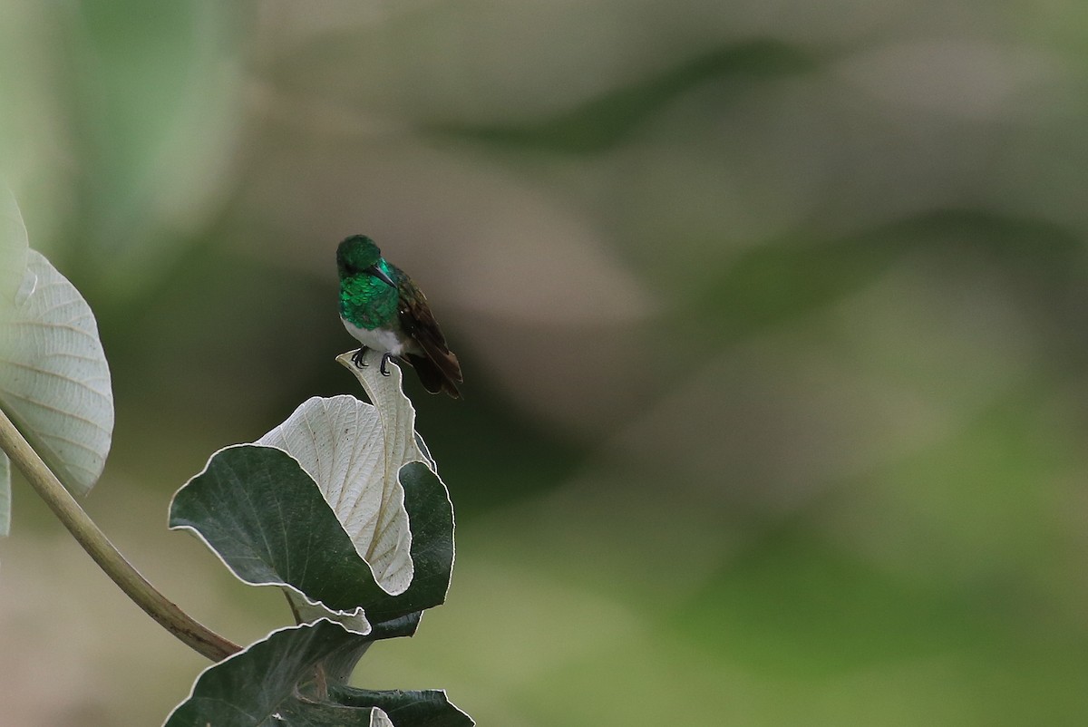 Snowy-bellied Hummingbird - Tim Lenz