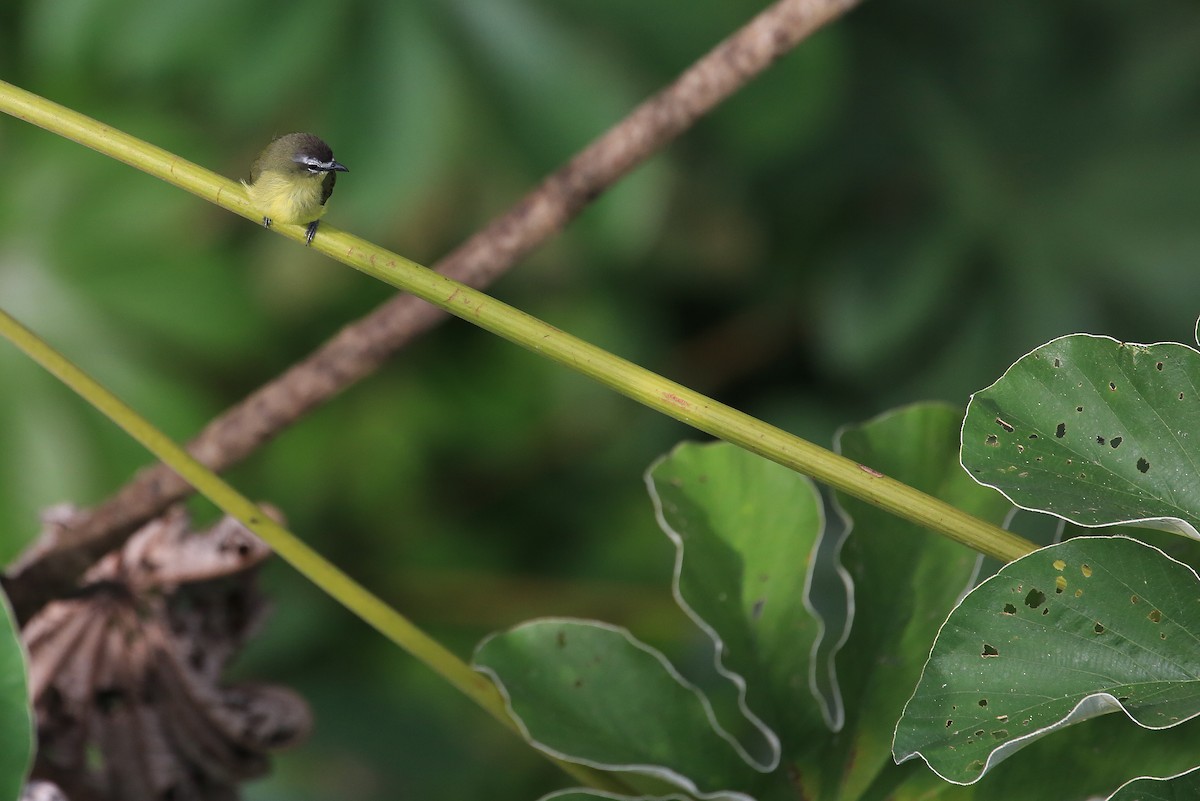Brown-capped Tyrannulet - ML35573041