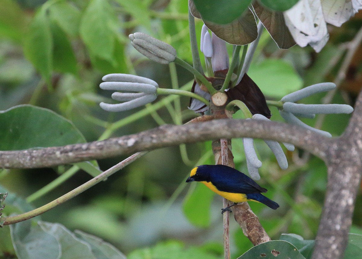 Thick-billed Euphonia (Black-tailed) - ML35573111