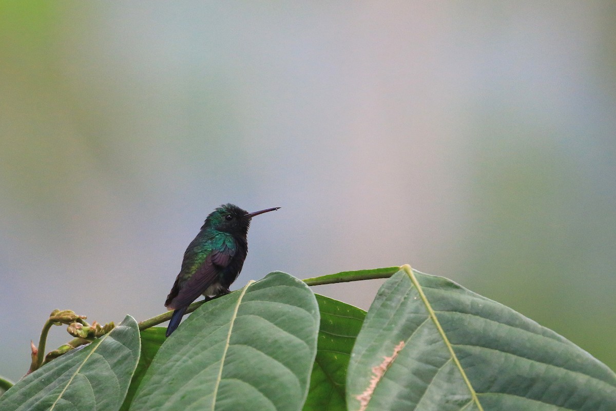 Violet-bellied Hummingbird - Tim Lenz