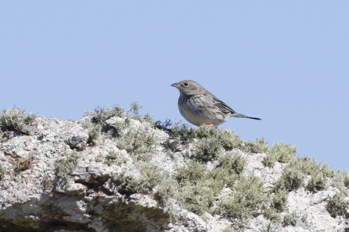 Band-tailed Sierra Finch - ML355734101