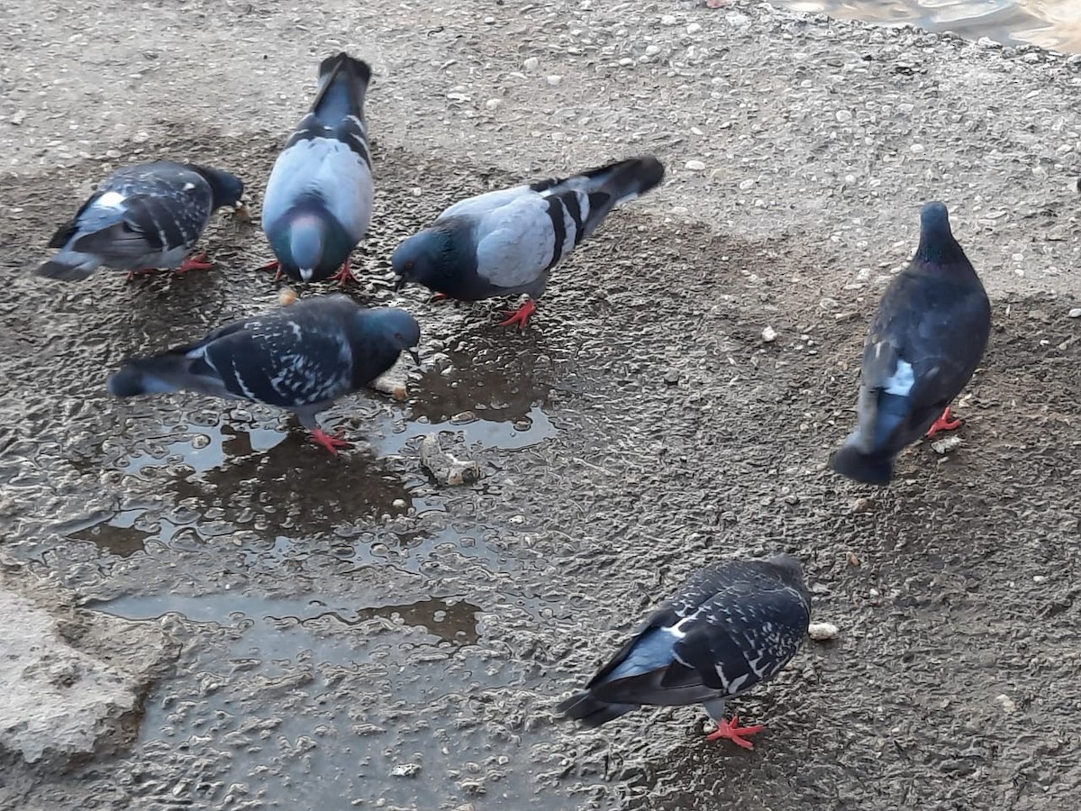 Rock Pigeon (Feral Pigeon) - ML355735471