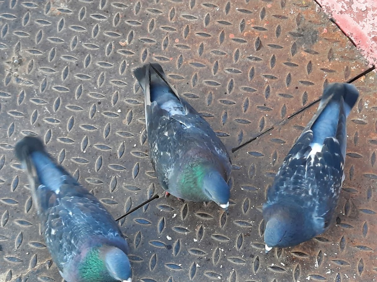 Rock Pigeon (Feral Pigeon) - ML355736881