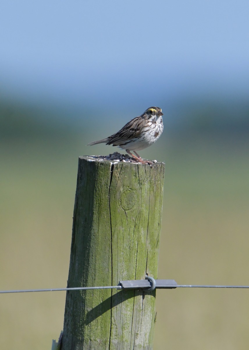 Savannah Sparrow (Savannah) - ML355740761