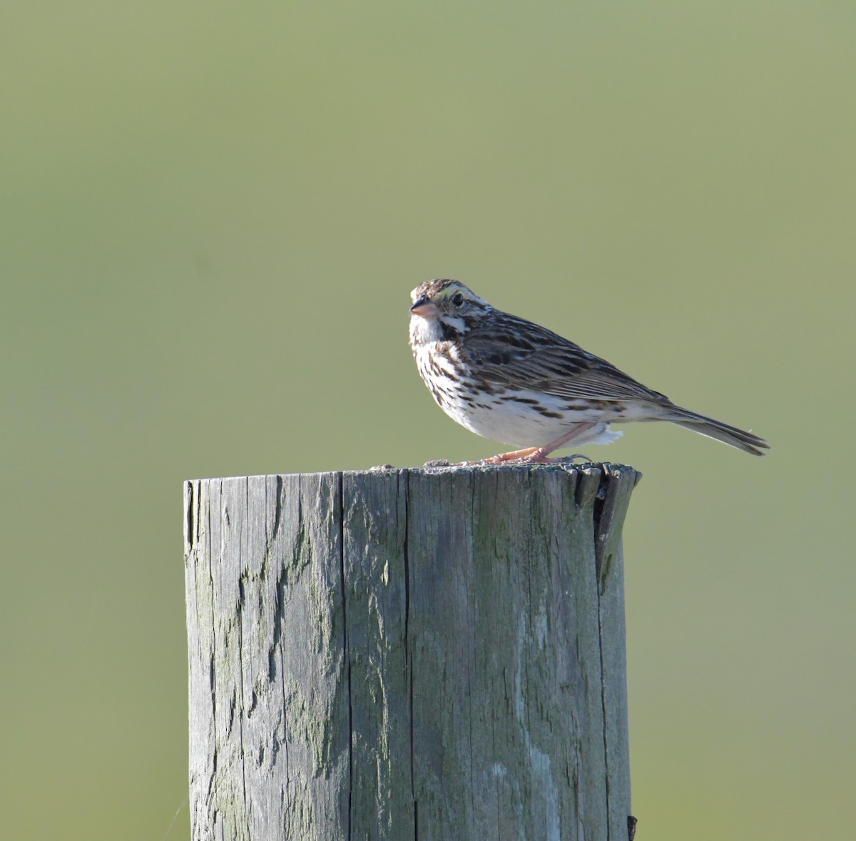 Savannah Sparrow (Savannah) - David Chernack
