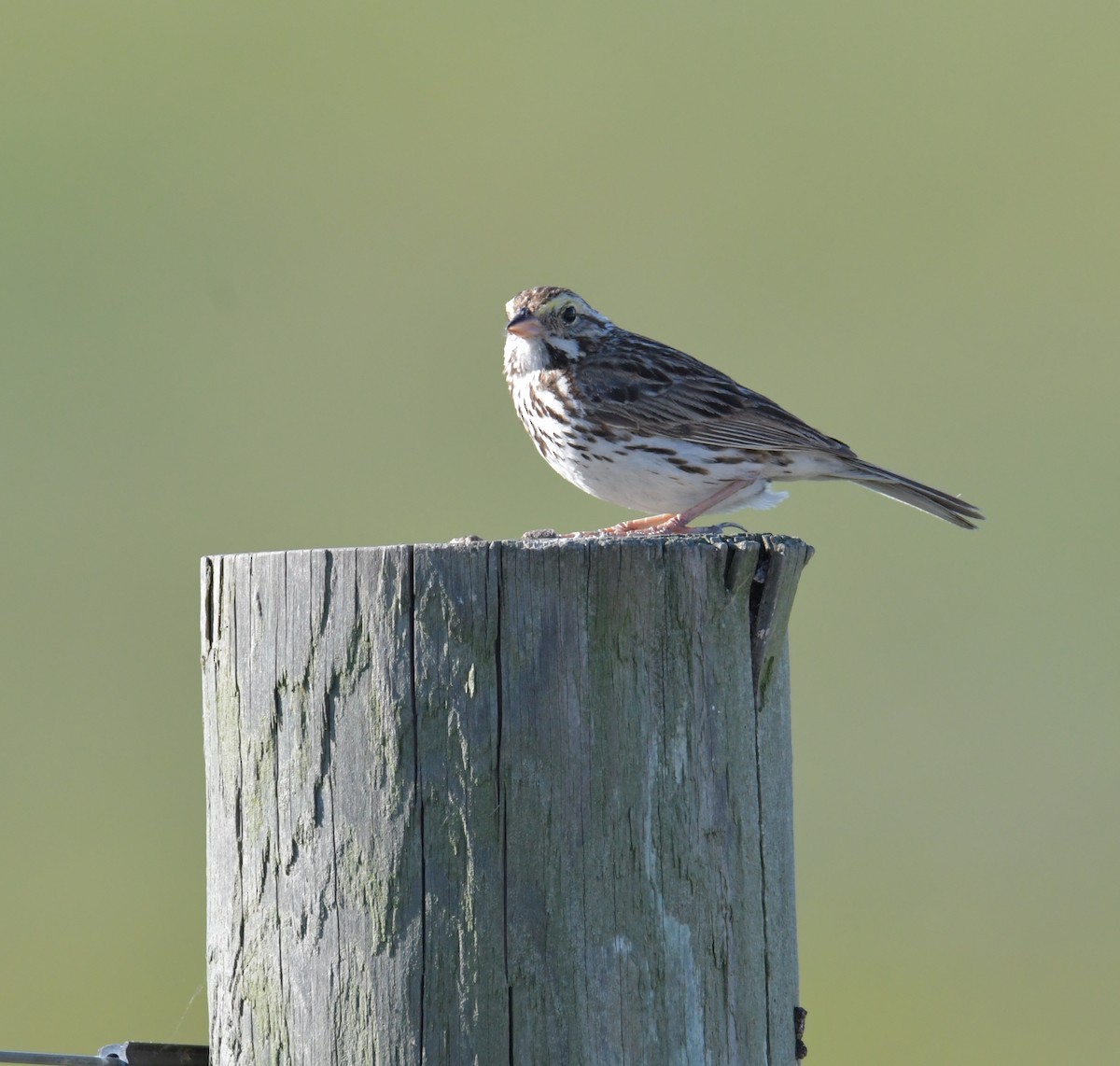Savannah Sparrow (Savannah) - ML355740821