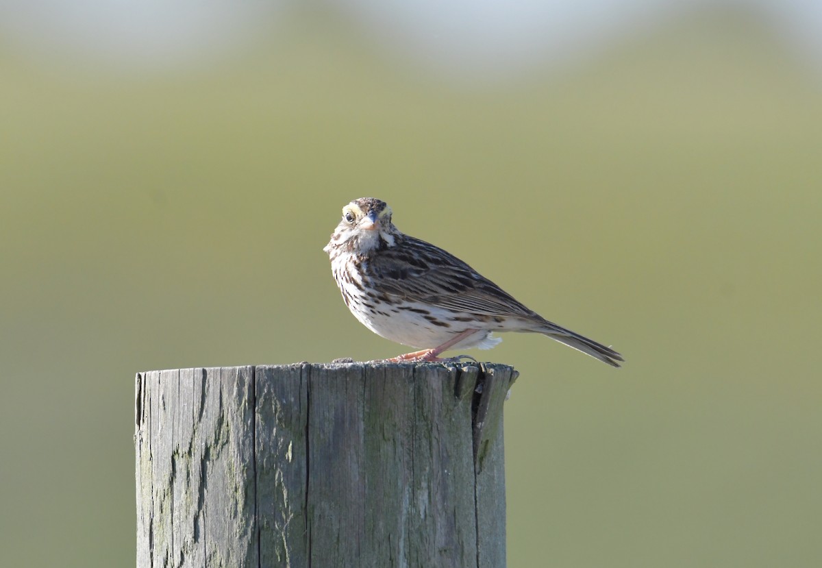 Savannah Sparrow (Savannah) - ML355740831