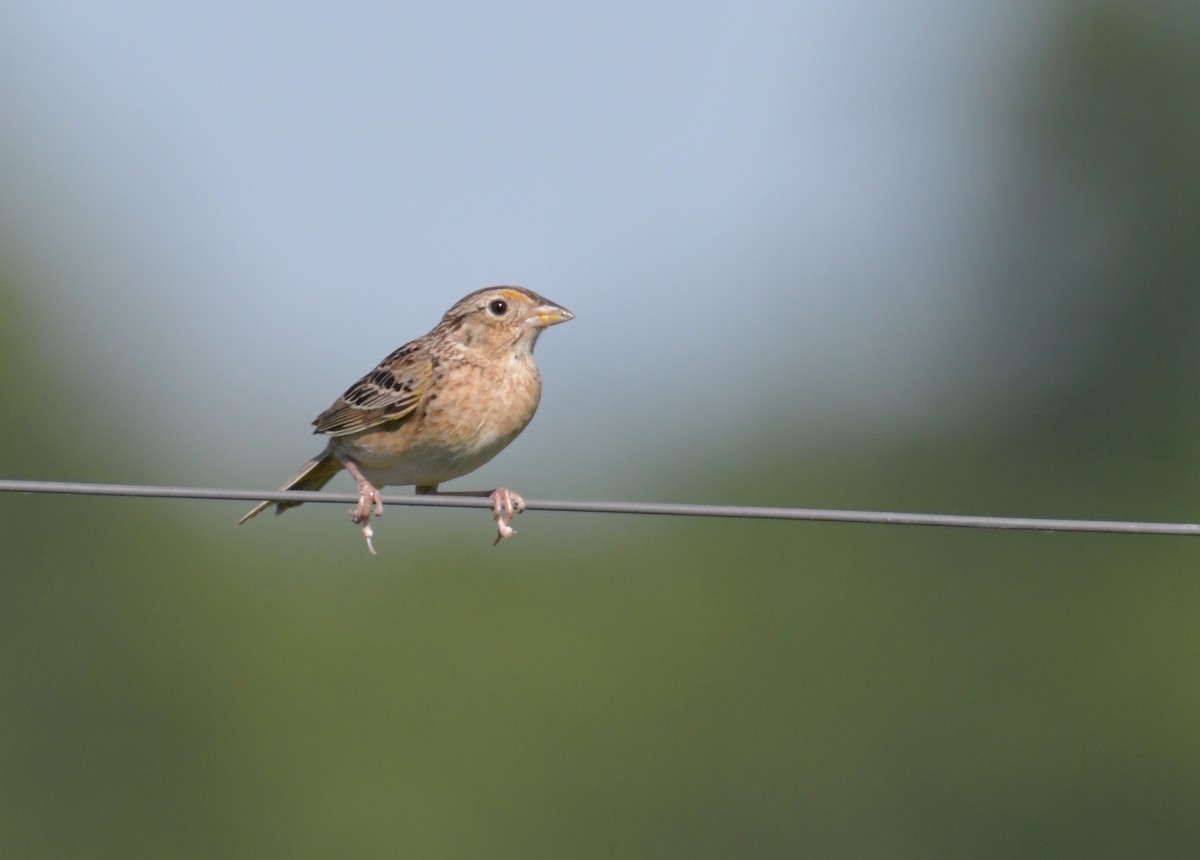 Grasshopper Sparrow - ML355740851