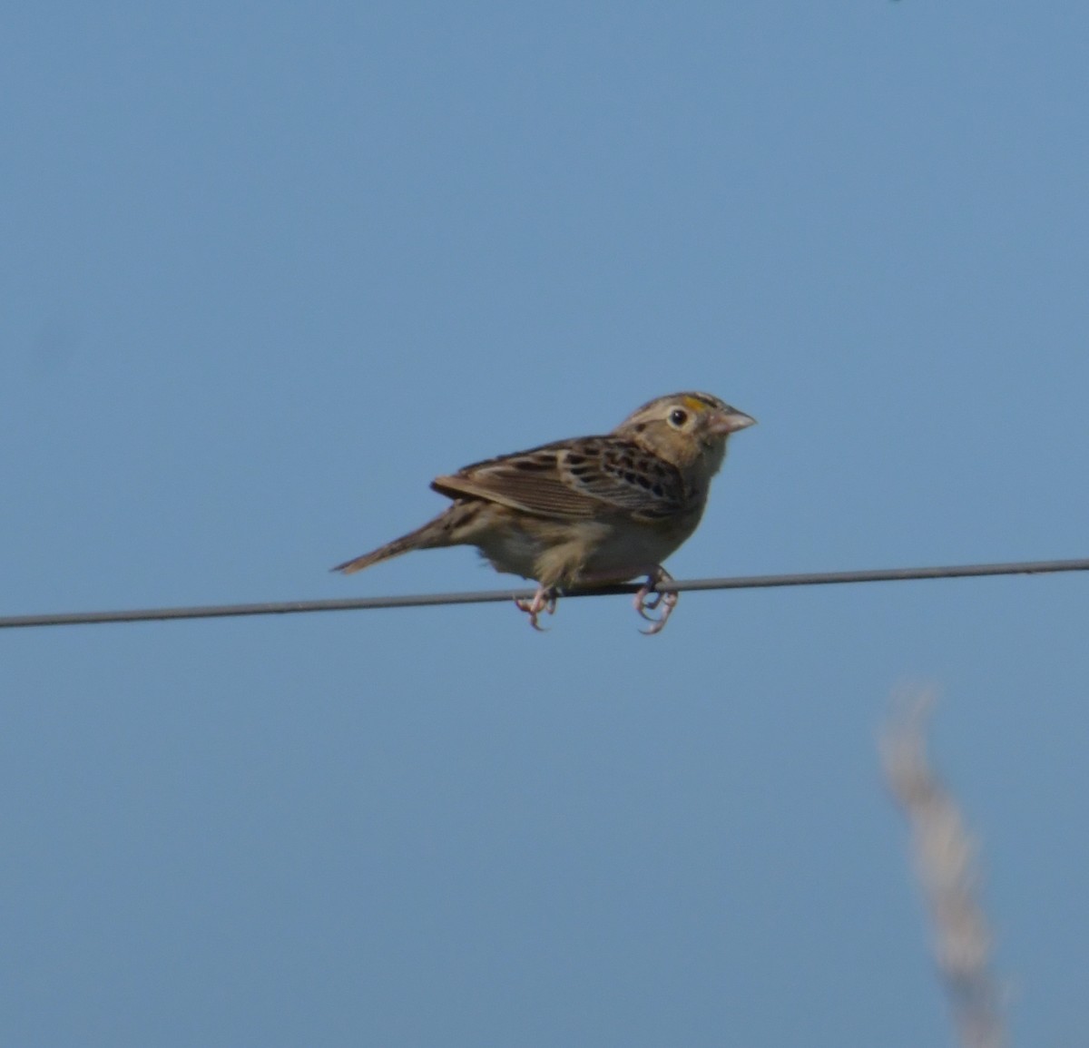 Grasshopper Sparrow - ML355740951