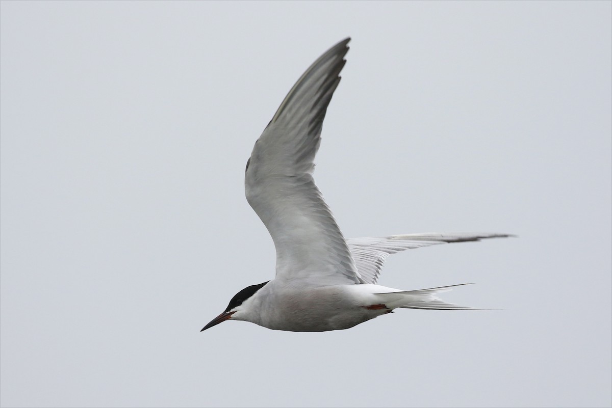 Common Tern - ML355751511