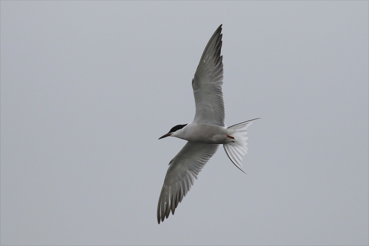 Common Tern - ML355751531