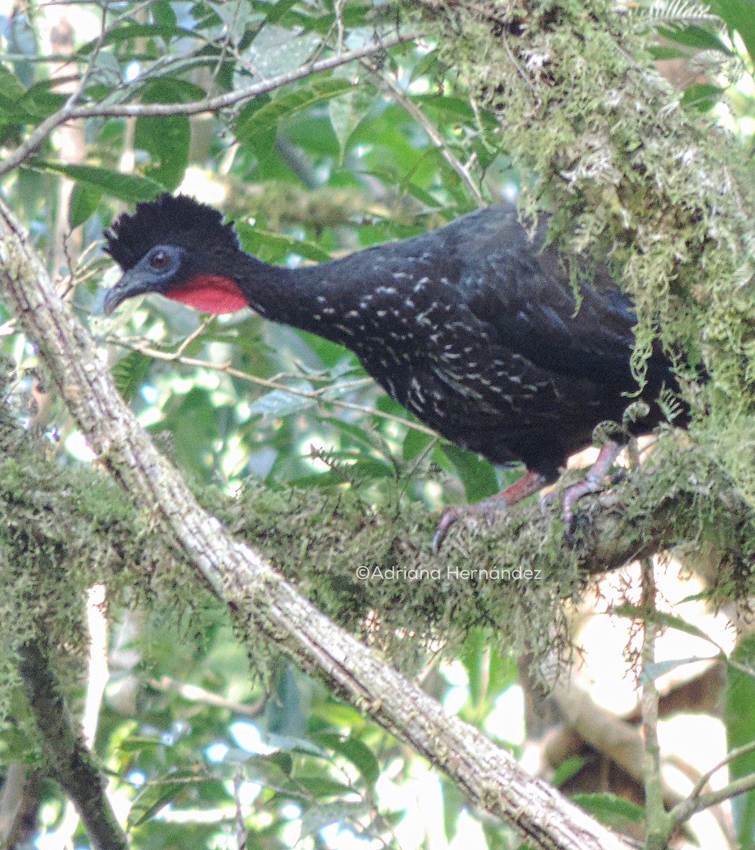 Crested Guan - Adriana Hernández
