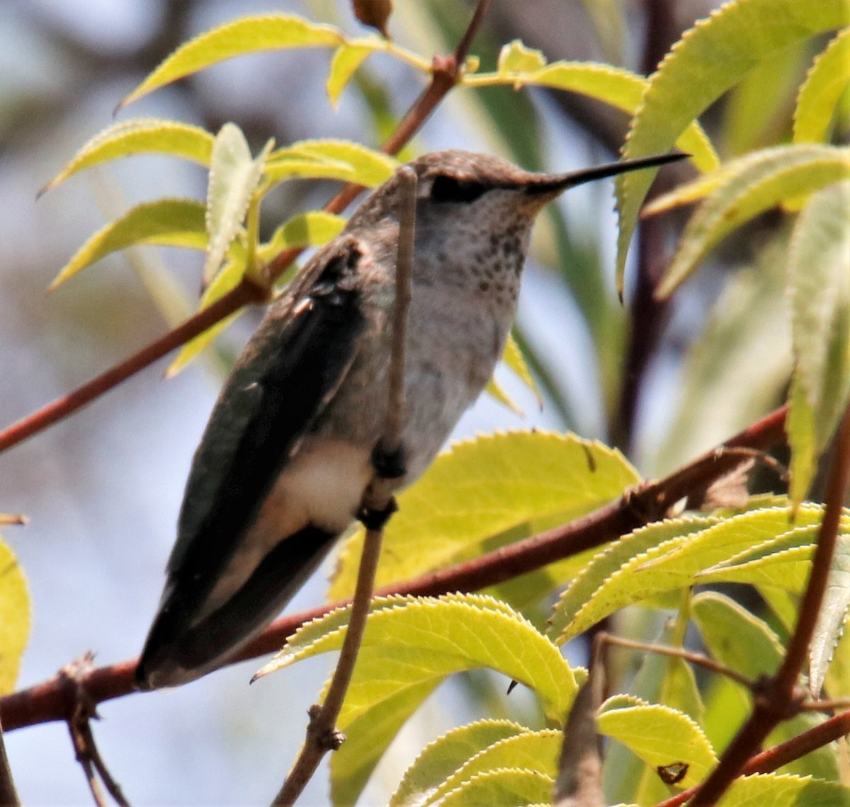 Black-chinned Hummingbird - ML355766531