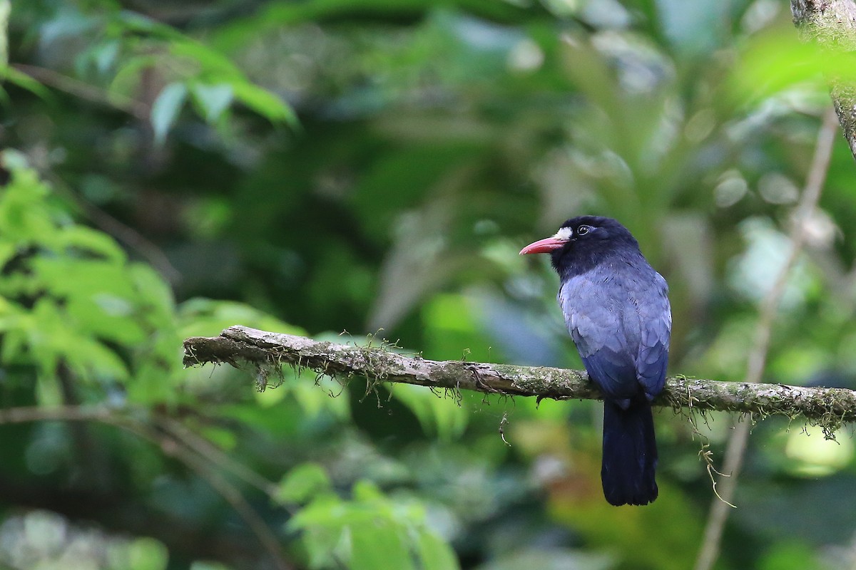 White-fronted Nunbird (Pale-winged) - ML35577061