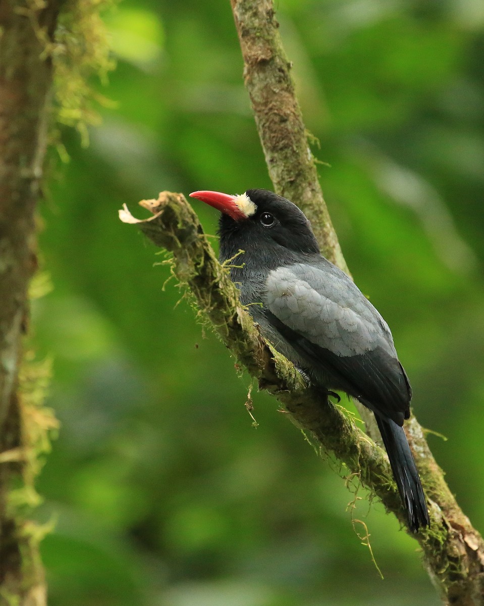 White-fronted Nunbird (Pale-winged) - Tim Lenz