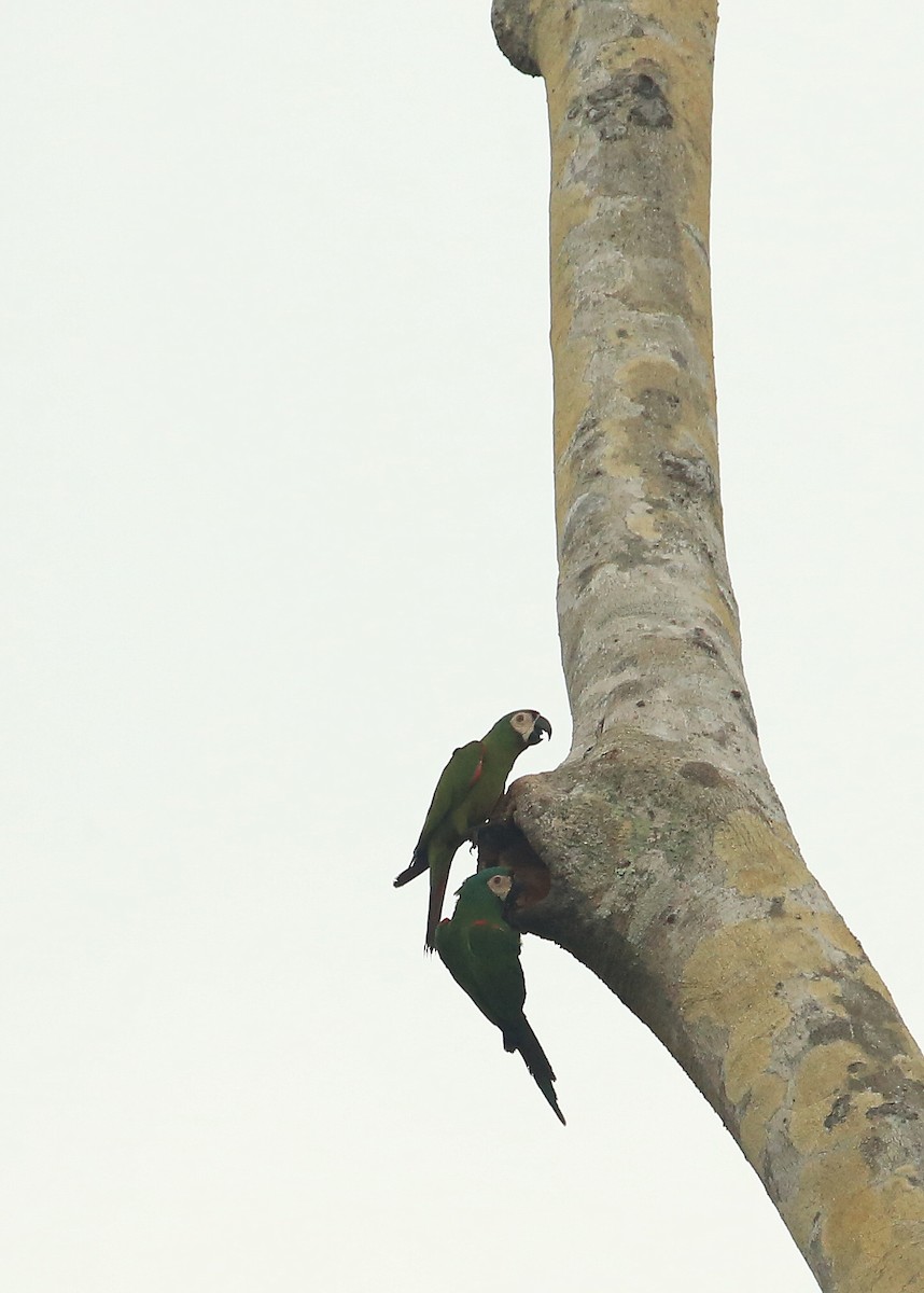 Chestnut-fronted Macaw - Tim Lenz