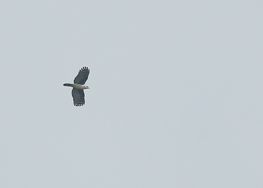 Gray-headed Kite - ML35578291