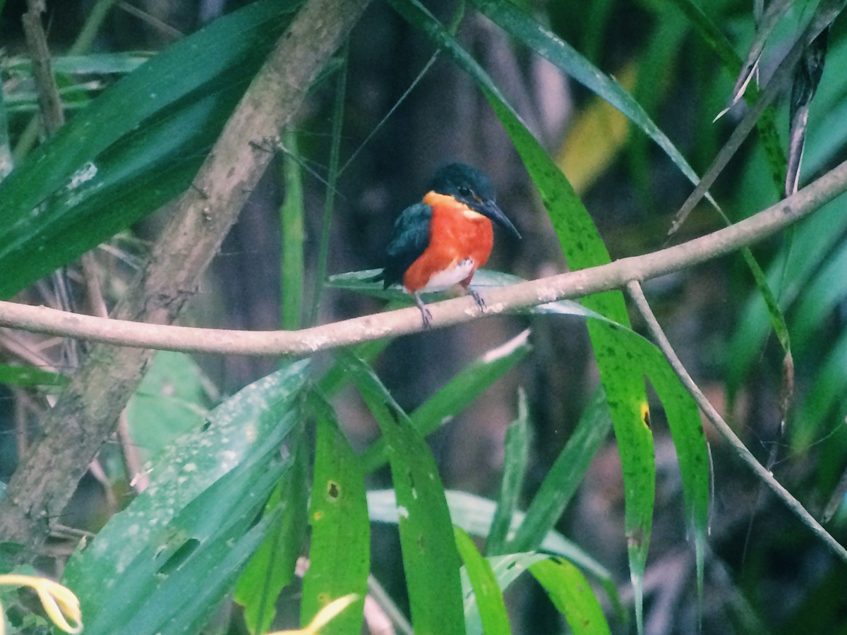 American Pygmy Kingfisher - ML35578341