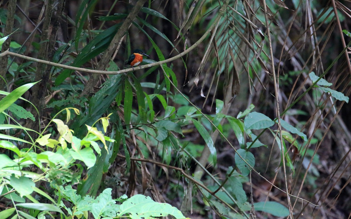 American Pygmy Kingfisher - ML35578351