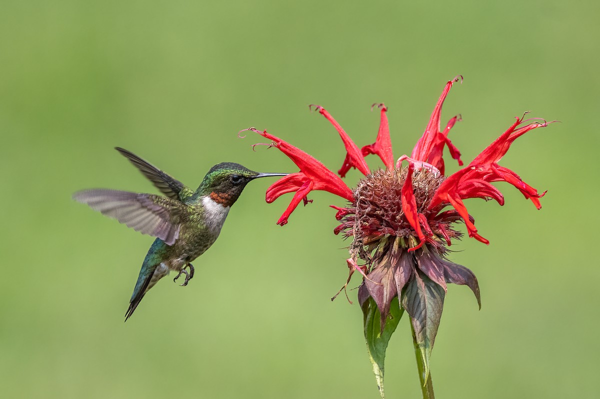 Ruby-throated Hummingbird - Donna Keller