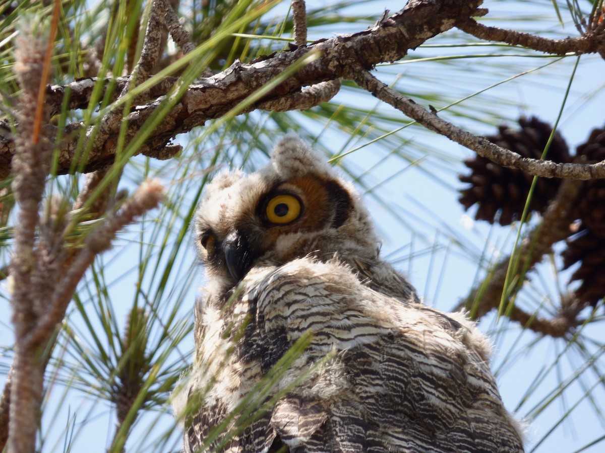 Great Horned Owl - ML355785391