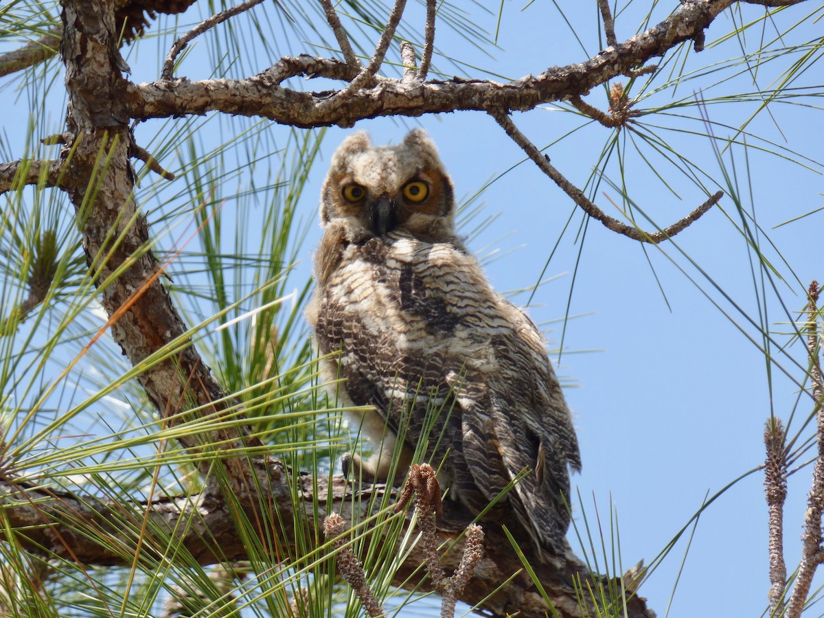 Great Horned Owl - ML355785401