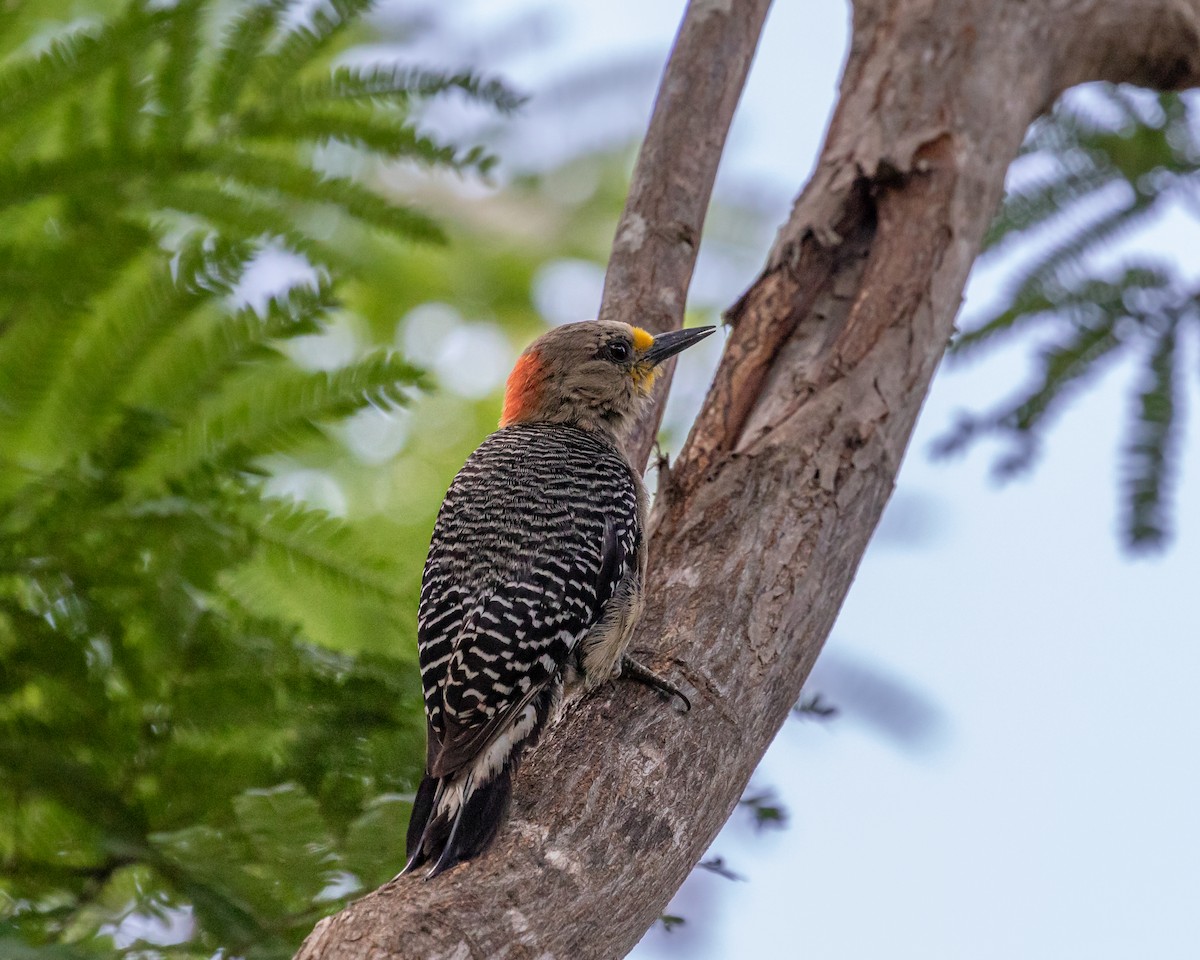 Yucatan Woodpecker - ML355786101