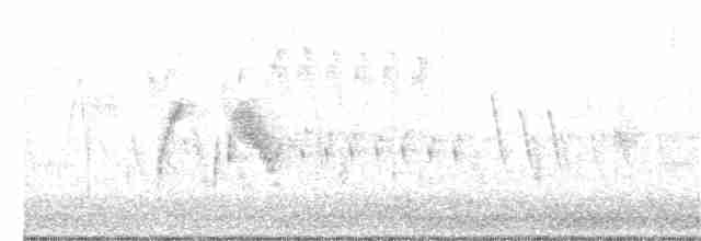 tyranovec vrbový - ML355787441