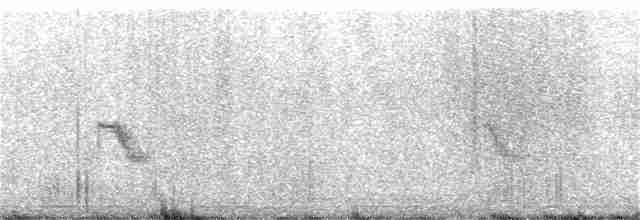 Bicknell Bülbül Ardıcı - ML355787771